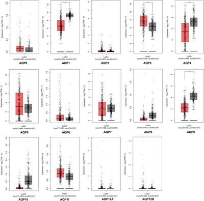 Comprehensive Analysis of Aquaporin Superfamily in Lung Adenocarcinoma